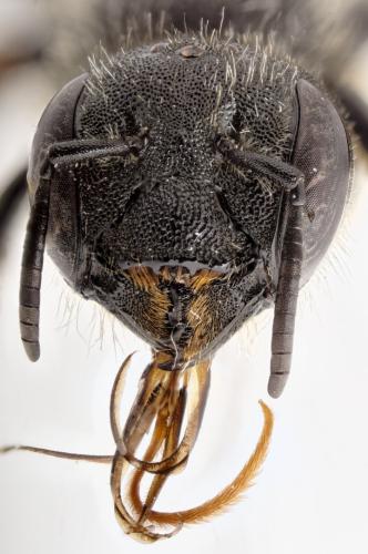 Osmia leaiana
